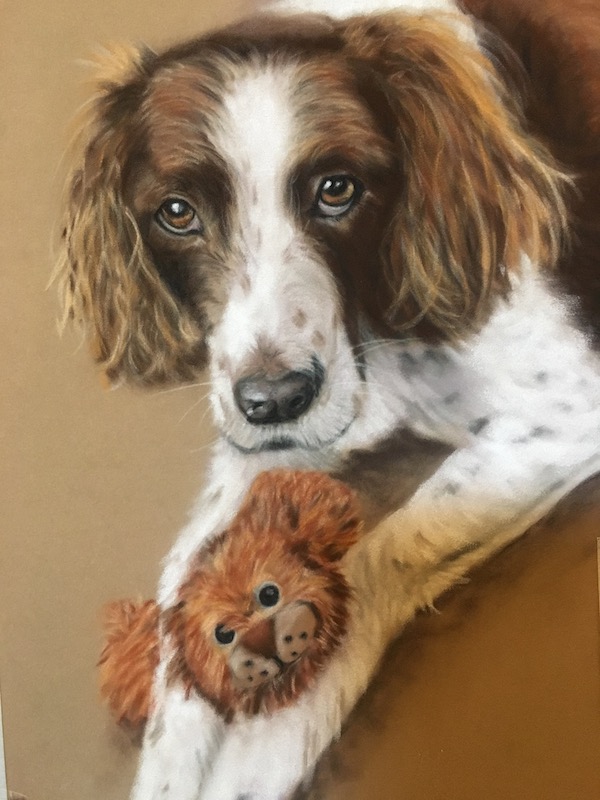 Spaniel pet portrait