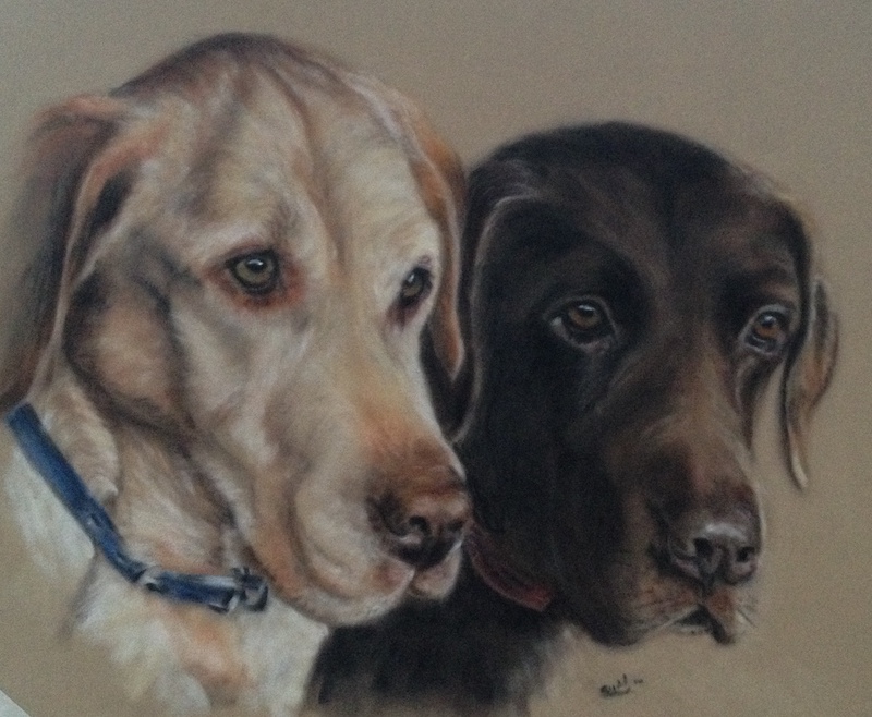 Labrador pet portrait