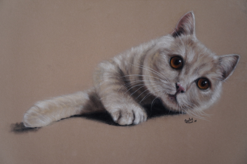 British Shorthaired Cat