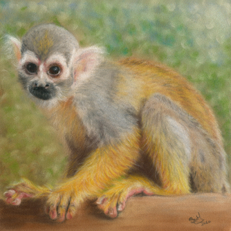 Squirrel Monkey