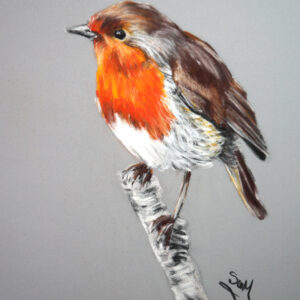 Robin Pastel Tutorial