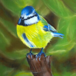 Blue Tit Pastel Tutorial